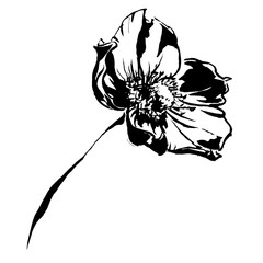 Hand drawn anemone flower calligraphy style
