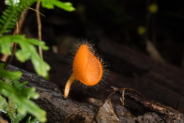 Obraz premium Mushroom orange fungi cup ( Cookeina tricholoma ) on decay wood, in the rainforest : Selective focus.
