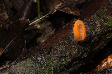 Mushroom orange fungi cup ( Cookeina tricholoma ) on decay wood, in the rainforest.