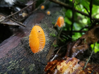 Mushroom orange fungi cup ( Cookeina tricholoma ) on decay wood, in the rainforest : Selective focus.