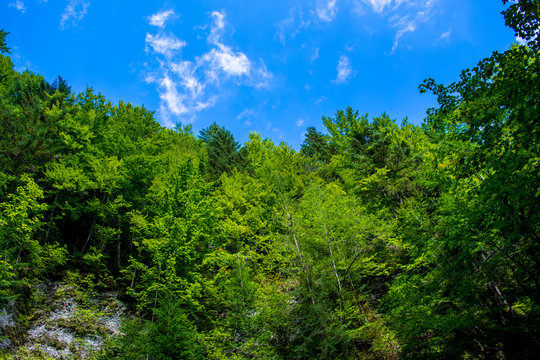 Fototapeta Photo of green forest on rock in Carpathian mountains