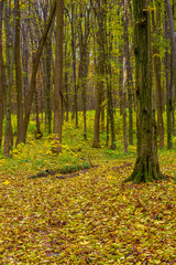 Photo of orange autumn forest with leaves and road