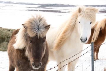 Face of adorable  furry brown and ivory icelandic horses.