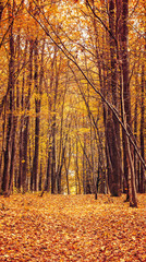 Obraz premium Photo of orange autumn forest with leaves and road