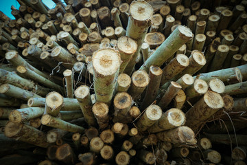 Logs are waiting transportation in arrangement  as: melaleuca, acacia, eucalyptus.
