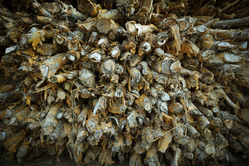 Logs are waiting transportation in arrangement  as: melaleuca, acacia, eucalyptus.