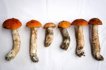 Autumn fungi. Porcini. Mushrooms. orange-cap boletus