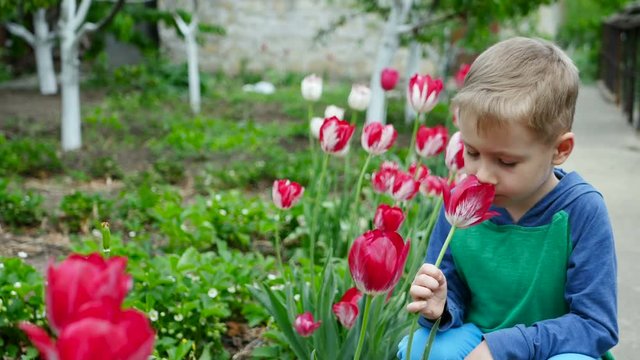 Young boy smells tulips flower, selective focus in a spring garden