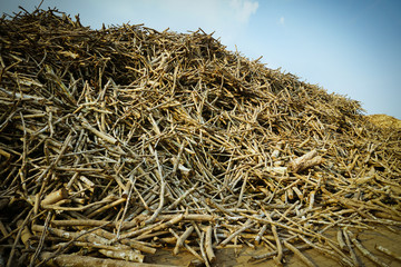 Bunches of mountain wood log materials