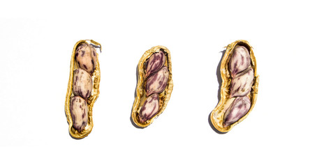 Nut isolated on white background