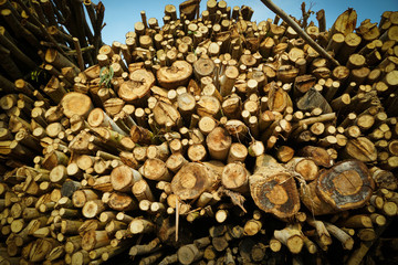 Logs are waiting transportation in arrangement  as: melaleuca, acacia, eucalyptus.