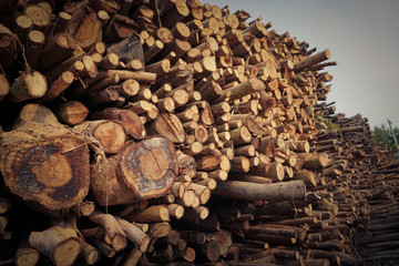 Logs are waiting transportation in arrangement  as: melaleuca, acacia, eucalyptus.