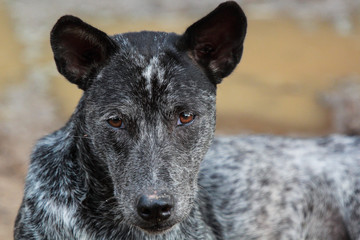 Naklejka premium dog