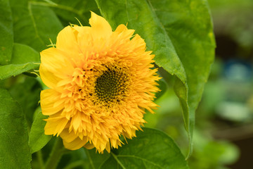Sonnenblume