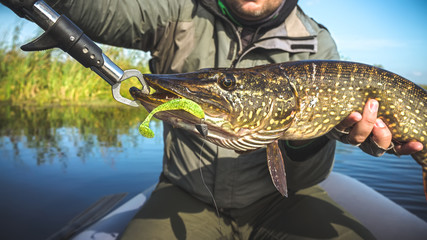 Fish in angler hand. Pike.