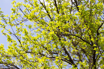Obraz premium Small green leaves on a tree in spring