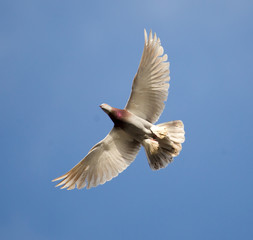 One dove flies against the blue sky
