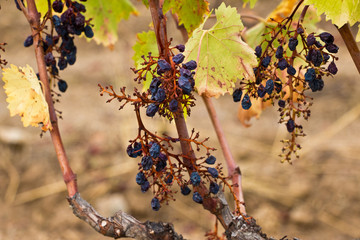 drought vineyard