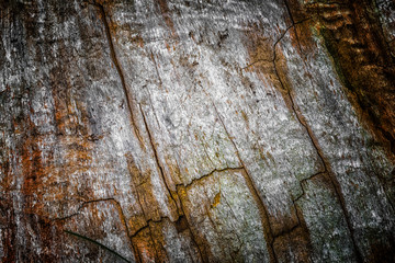 The old wood texture with natural patterns and cracks on the surface as background