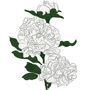 Beautiful cartoon white peonies flower isolated