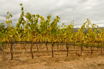 drought vineyard