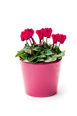 Cyclamen  flower in a flowerpot isolated on white