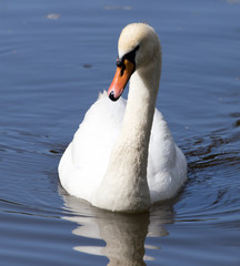 Obraz premium White swan on a pond in the park