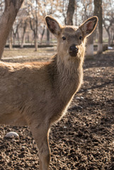 Deer in the park on nature in winter