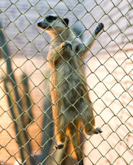 Gopher climbed on the fence