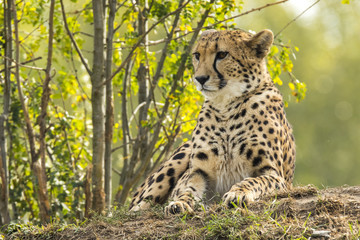 Cheetah