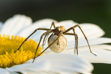 Spider