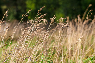 Background of feather grass, nature fields and steppes of Europe.