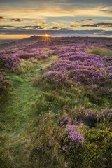 Fototapeta na wymiar Stunning dawn sunrise landscape image of heather on Higger Tor in Summer in Peak District England