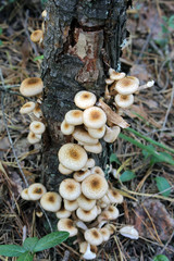 mushroom growing in the forest
