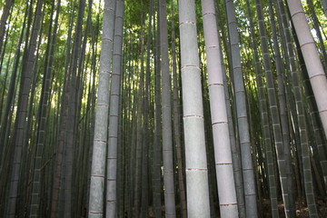 Arashiyama Bamboo Grove . Bamboo Forest . Kyoto . Japan 