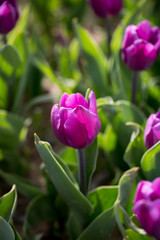 Fototapeta premium Beautiful purple tulips in nature