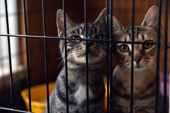 two striped cats in a cage in a shelter