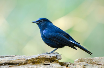 White-tailed Blue Robin (Cinclidium leucurum).