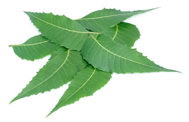 Medicinal neem leaves