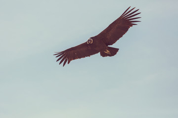 Condor