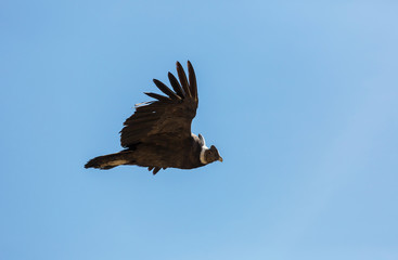 Condor