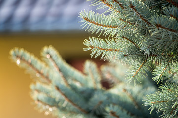 Blue Spruce in Piechowice, Poland