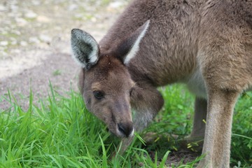 Naklejka na ściany i meble Portrait of a Western grey kangaroo