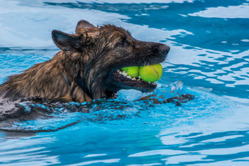 Hundebadetag im Schwimmbad