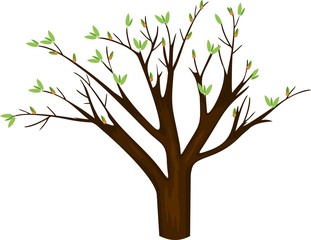 Fototapeta premium Spring tree with young green leaves on a white background