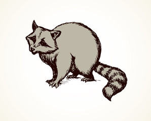Raccoon. Vector illustration