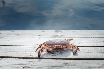 alive crab standing on wooden floor