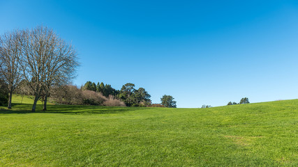Green meadow with some trees under a clear blue sky