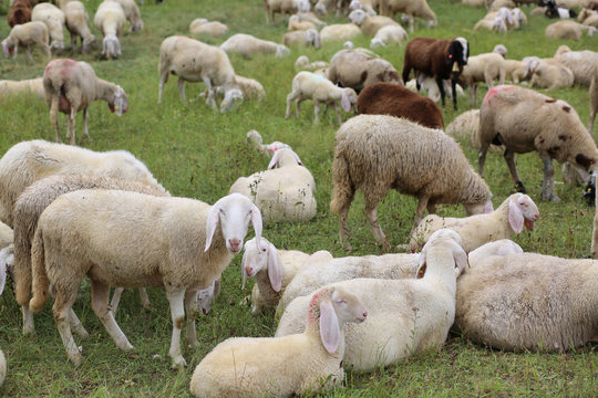 flock with so many white sheep with lambs grazing in the mountai