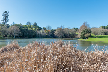 Placid lake reflecting the sky and trees in Hamilton NZ